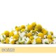 Chamomile German-德國洋甘菊 Chamomile German-德國洋甘菊